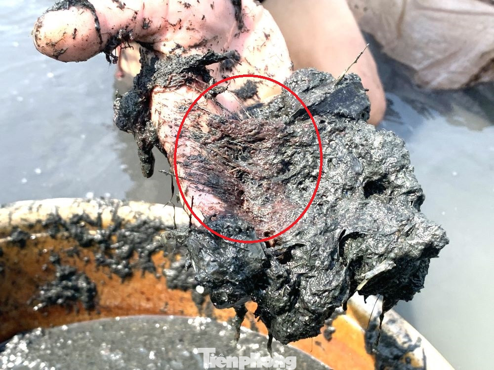 “Nghề bắt trùn chỉ cũng bấp bênh lắm vì không phải mùa nào cũng có. Chỗ nào có bùn non và rác thì sẽ có trùn chỉ. Hiện tại chỉ một số khu vực trên rạch Lái Thiêu là có trùn chỉ. Tôi sống bằng nghề săn trùn chỉ, kể cả khi không phải mùa trùn cũng chạy đi tìm, có những lúc lỗ tiền dầu chạy ghe”, ông Nhân chia sẻ. “Nghề bắt trùn chỉ cũng bấp bênh lắm vì không phải mùa nào cũng có. Chỗ nào có bùn non và rác thì sẽ có trùn chỉ. Hiện tại chỉ một số khu vực trên rạch Lái Thiêu là có trùn chỉ. Tôi sống bằng nghề săn trùn chỉ, kể cả khi không phải mùa trùn cũng chạy đi tìm, có những lúc lỗ tiền dầu chạy ghe”, ông Nhân chia sẻ.