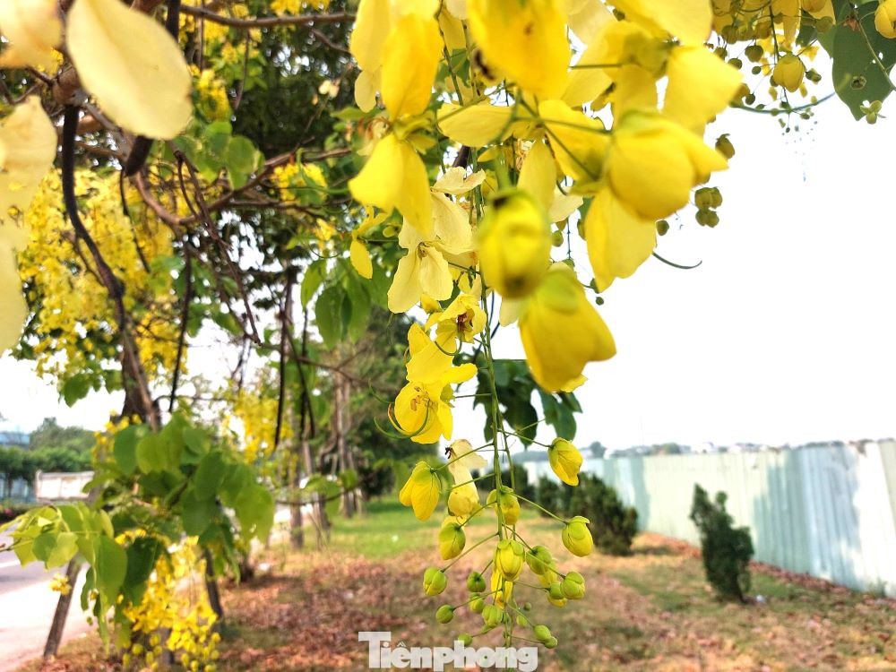 Cây bò cạp vàng thường có chiều cao từ 10 - 20 m, lớn nhanh, đường kính thân cây khoảng 40 cm. Vỏ cây xám trắng, gỗ đỏ hồng thường được dùng làm thuốc nhuộm màu đỏ.