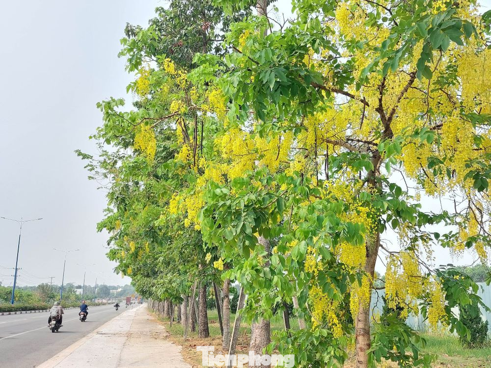 Bò cạp nở vàng trên đường Điện Biên Phủ