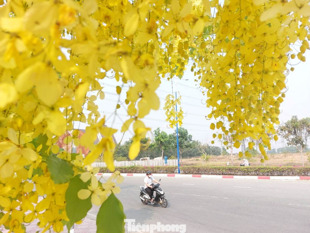 Sắc vàng của hoa bò cạp rực rỡ trong nắng trên những con phố đất Thủ