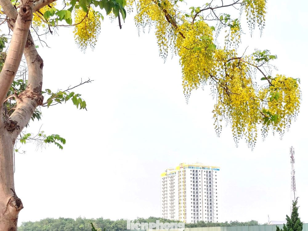 Những con đường tại thành phố mới Bình Dương như Huỳnh Văn Lũy, Võ Văn Kiệt, Điện Biên Phủ… bò cạp vàng nở đều, tạo nên không gian nhẹ nhàng, nên thơ và đầy lãng mạn.