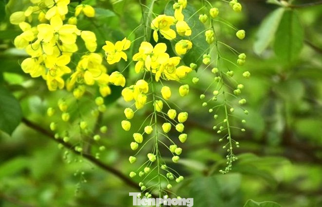 Cứ đến mùa, hoa bò cạp vàng lại rủ thành từng dây dài, cánh hoa mỏng manh, có màu vàng tươi trên các đường phố của thành phố mới Bình Dương