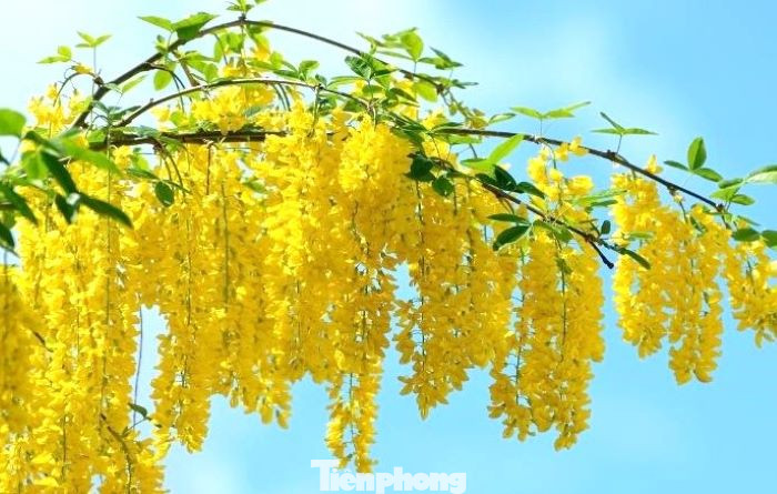 Vẻ đẹp quyến rũ của loại hoa bò cạp vàng dưới ánh nắng