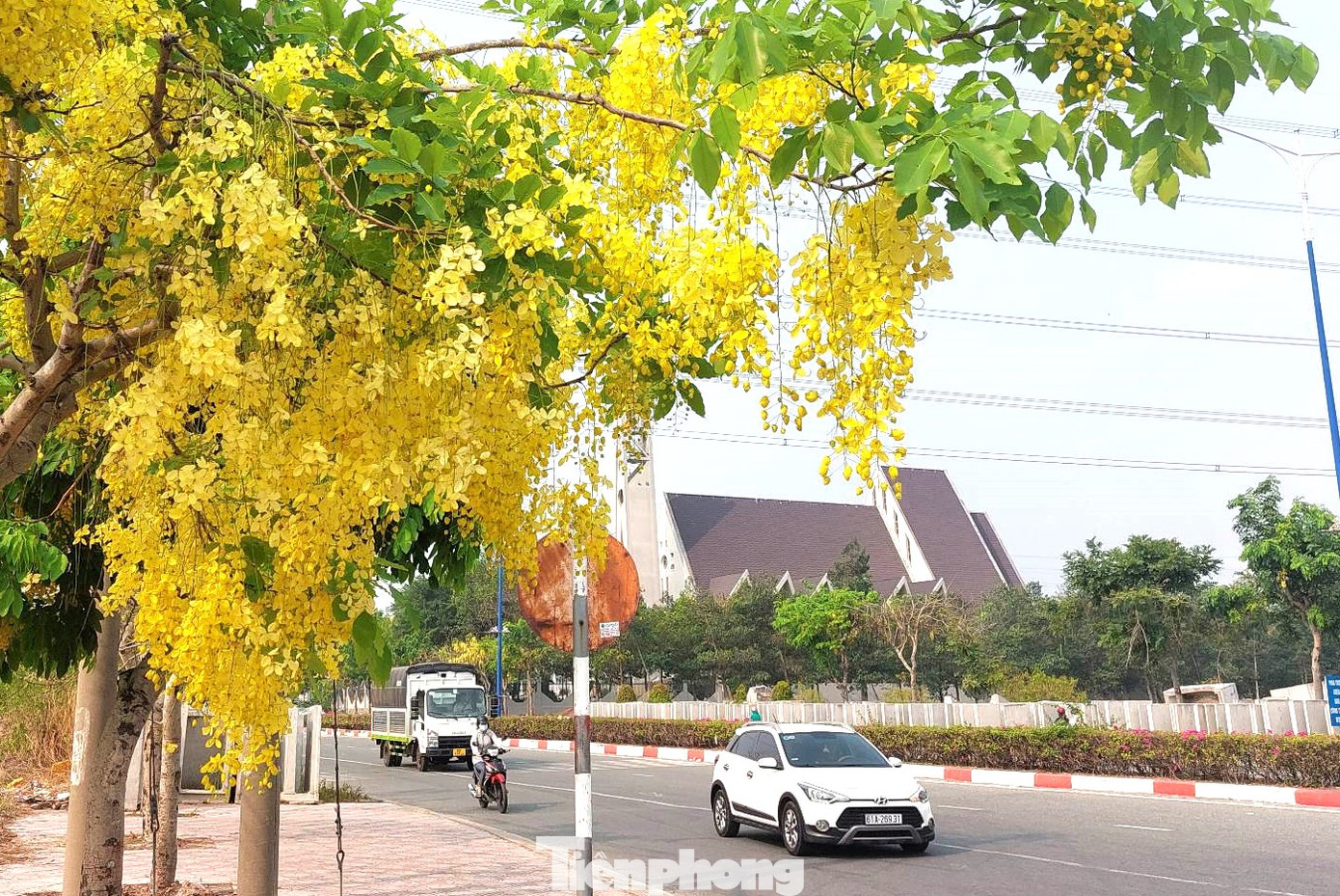 Đường Huỳnh Văn Lũy trở nên lung linh hơn nhờ hoa bò cạp vàng khoe sắc