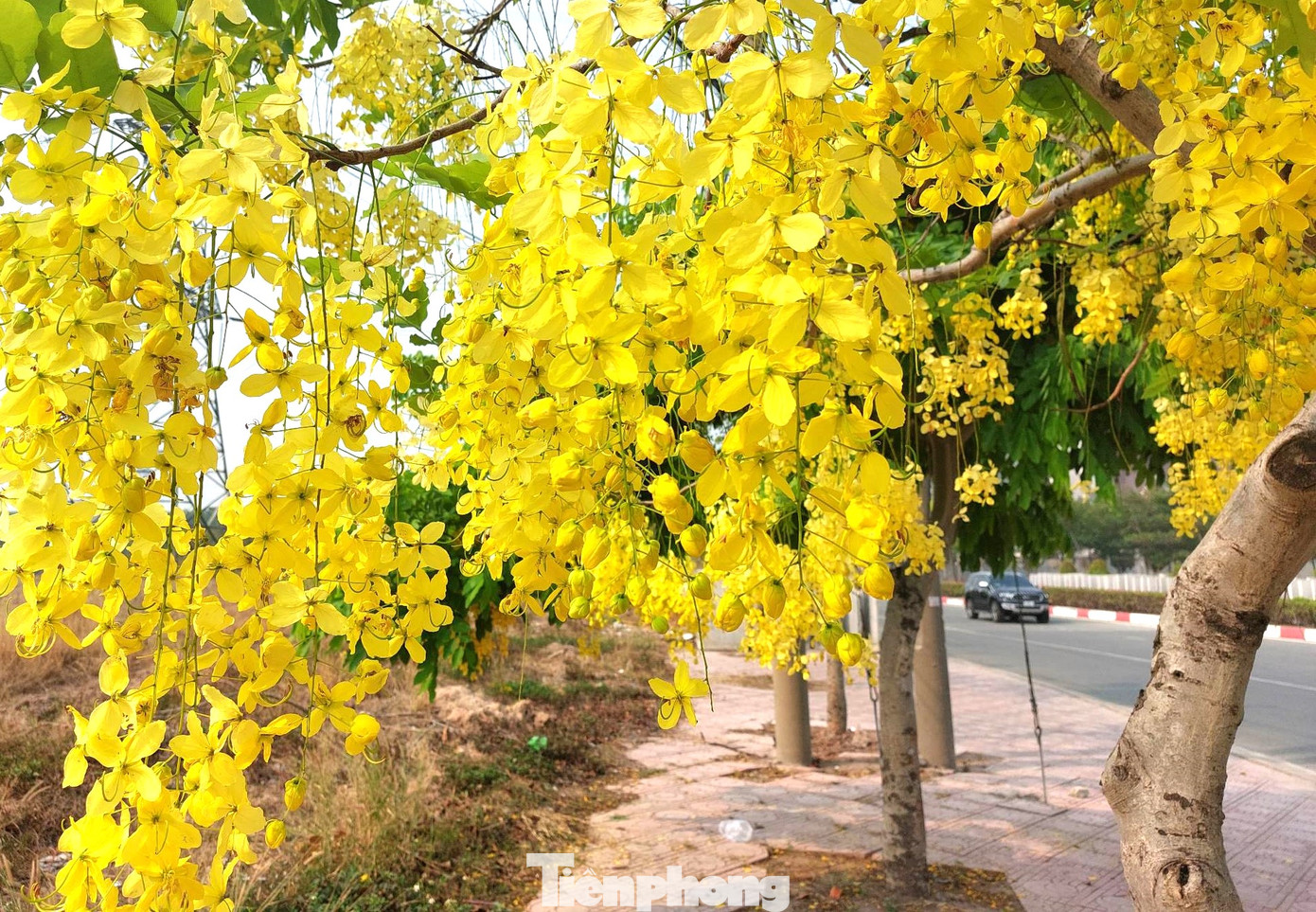 Sắc hoa càng rực rỡ hơn dưới tiết trời nắng nóng.