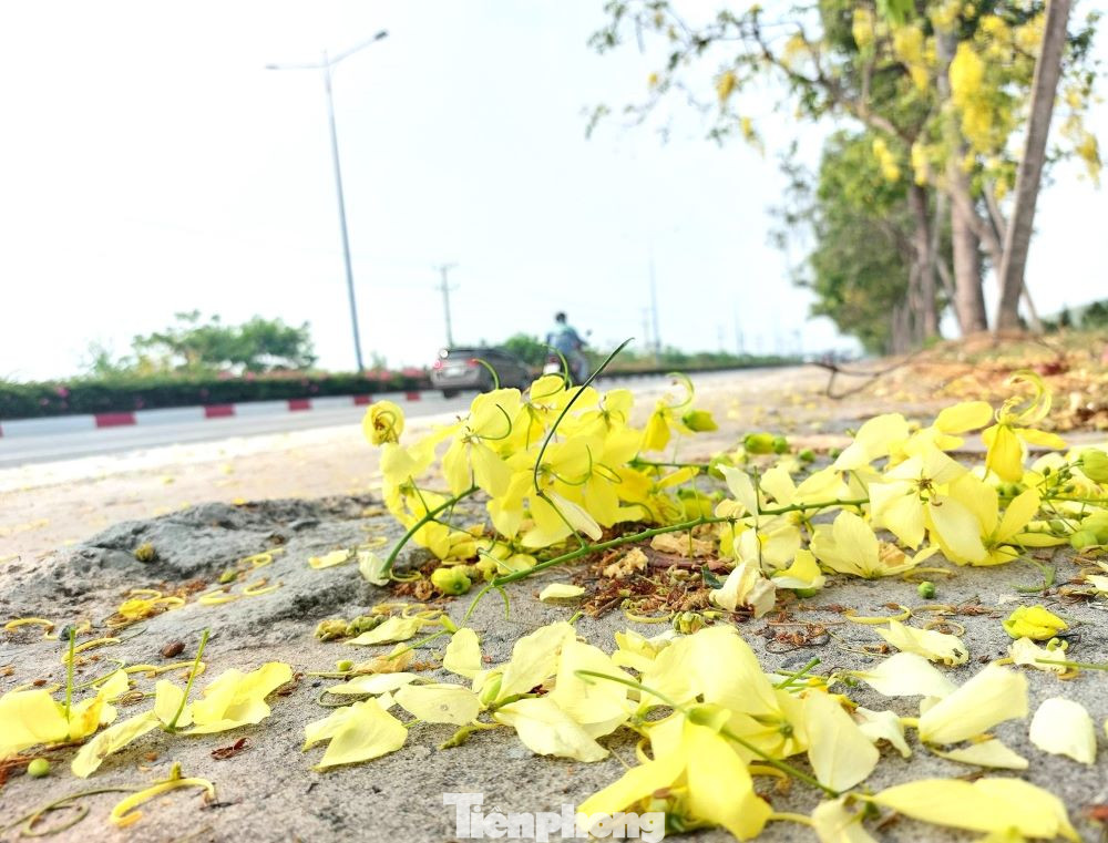 Hoa bò cạp rơi xuống mặt đường cũng tạo nên một vẻ đẹp nhẹ nhàng, lãng mạn
