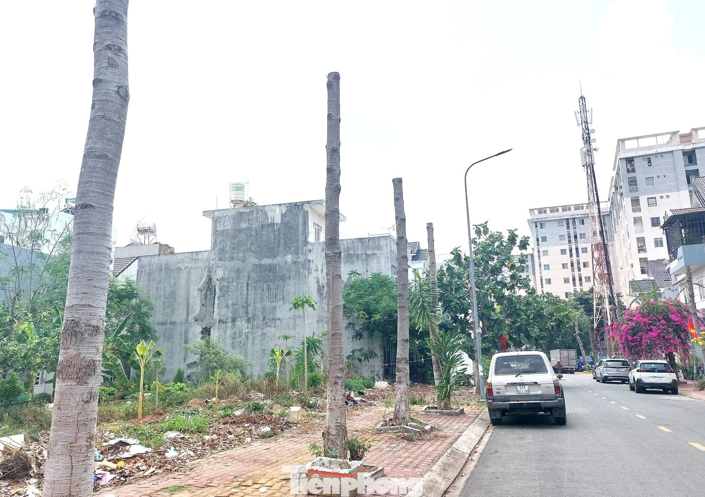 Cây xanh bị chặt ngang không còn ngọn và lá Cây xanh bị chặt ngang không còn ngọn và lá