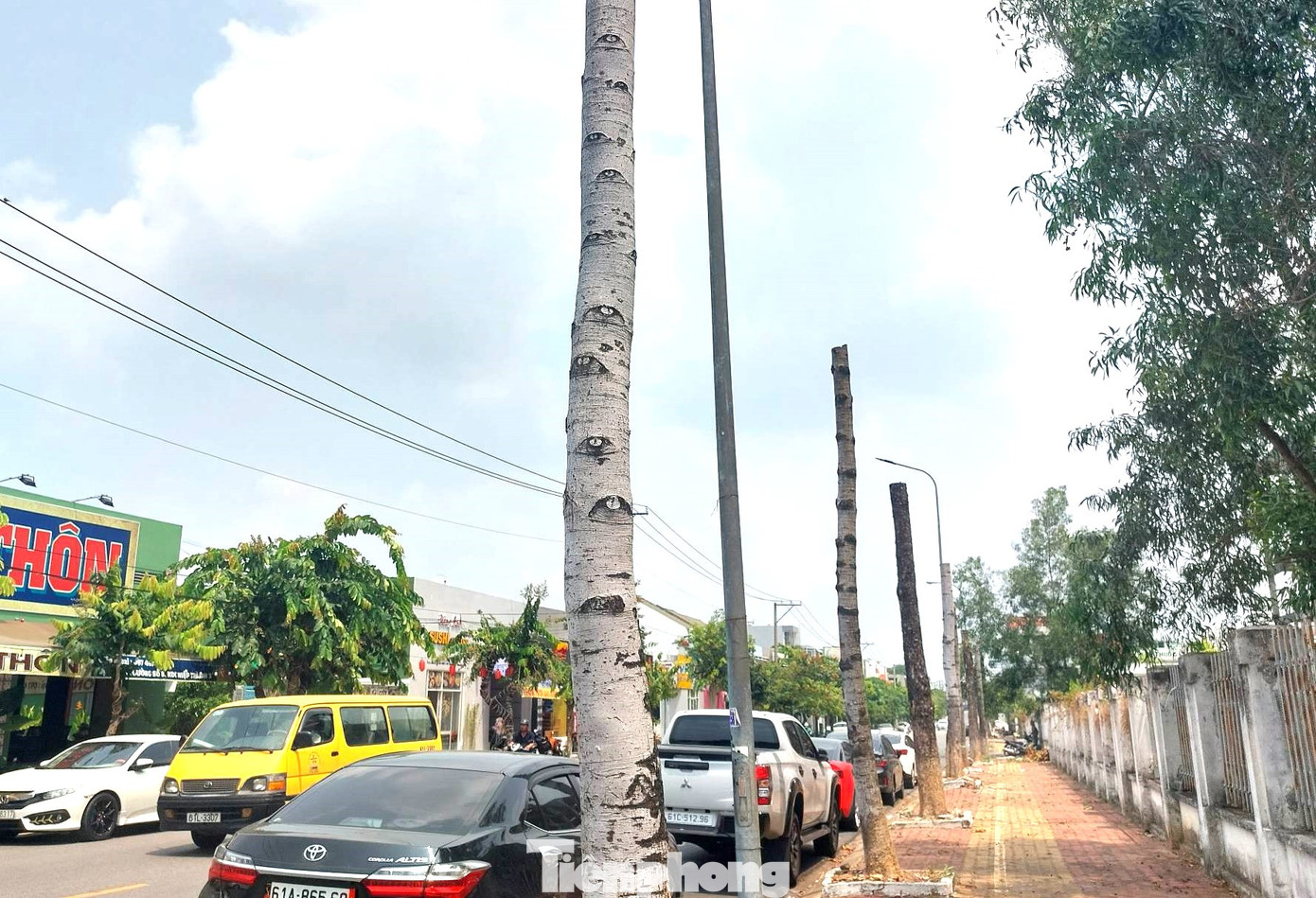 Cây xanh bị chặt trụi Cây xanh bị chặt trụi