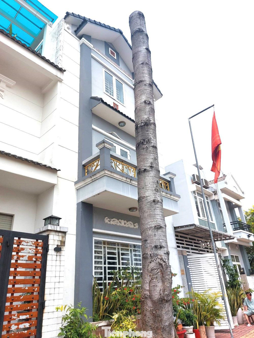 Cây xanh không còn cành, lá trước nhà dân Cây xanh không còn cành, lá trước nhà dân