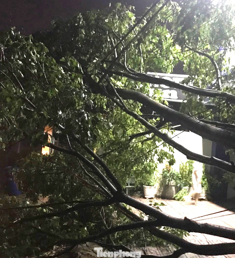 Giông lốc làm cây xanh ngã đè dây cáp Giông lốc làm cây xanh ngã đè dây cáp