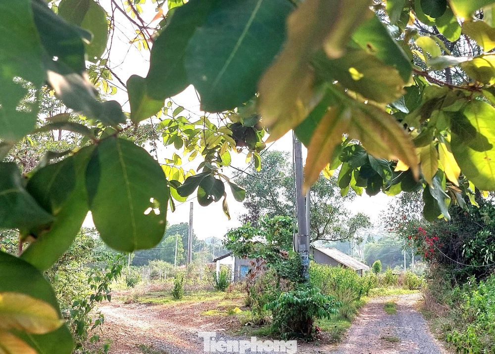 Trái với cảnh nhộn nhịp, náo nhiệt hai bên các đường Yersin, Thích Quảng Đức, quốc lộ 13, bên trong khu đất ảm đạm, trông giống một vùng quê bị lãng quên.