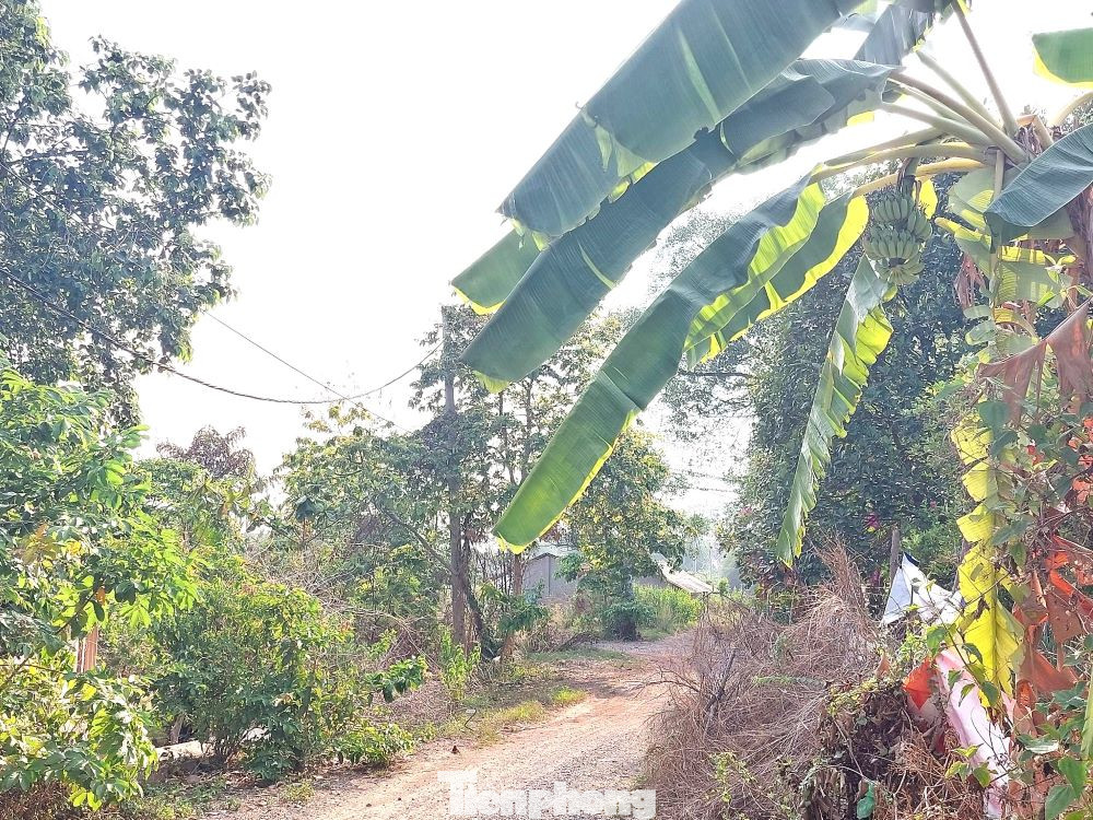 Trải qua hai đời dự án suốt gần 16 năm, khu "đất vàng" chưa có sự thay đổi nào ngoài cảnh hoang vắng bởi rừng cây xanh, cỏ dại và những căn nhà dân xuống cấp.