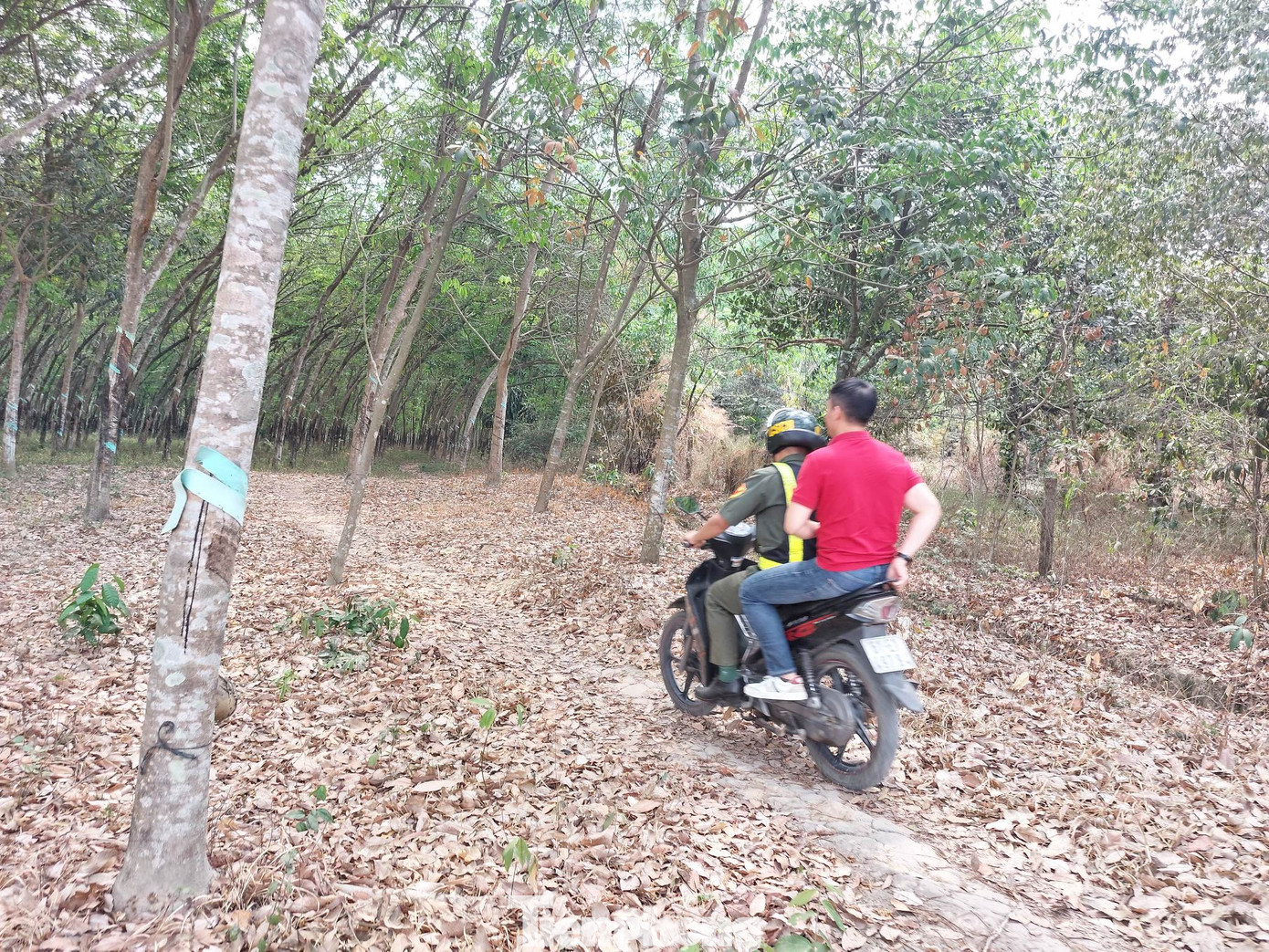 Lối mòn vào hiện trường nơi chiếc xe cất giấu trong vườn cao su