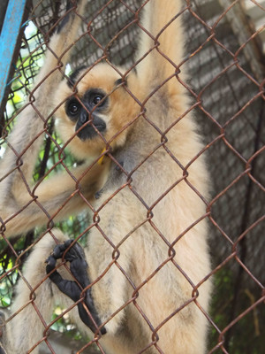 Vượn đen má hung cái da bọc xương. Vượn đen má hung cái da bọc xương