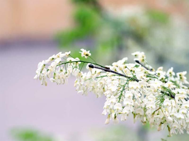 Những cành hoa sưa trắng muốt đồng loạt nở trong những ngày đầu tháng ba tại nhiều địa điểm của thủ đô.