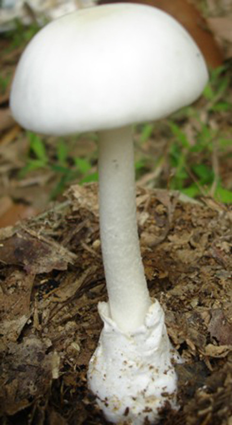 Giật mình nấm độc thường gặp ở Việt Nam ảnh 1