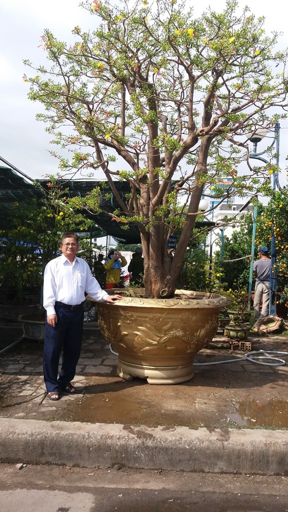 Cây mai 100 tuổi giá 2 tỷ đồng ở chợ hoa Đà Nẵng ảnh 2