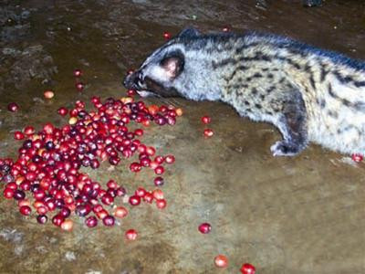 Chồn nuôi trong chuồng ăn cà phê chín ở Tây Nguyên Ảnh: Hoàng Thiên Nga