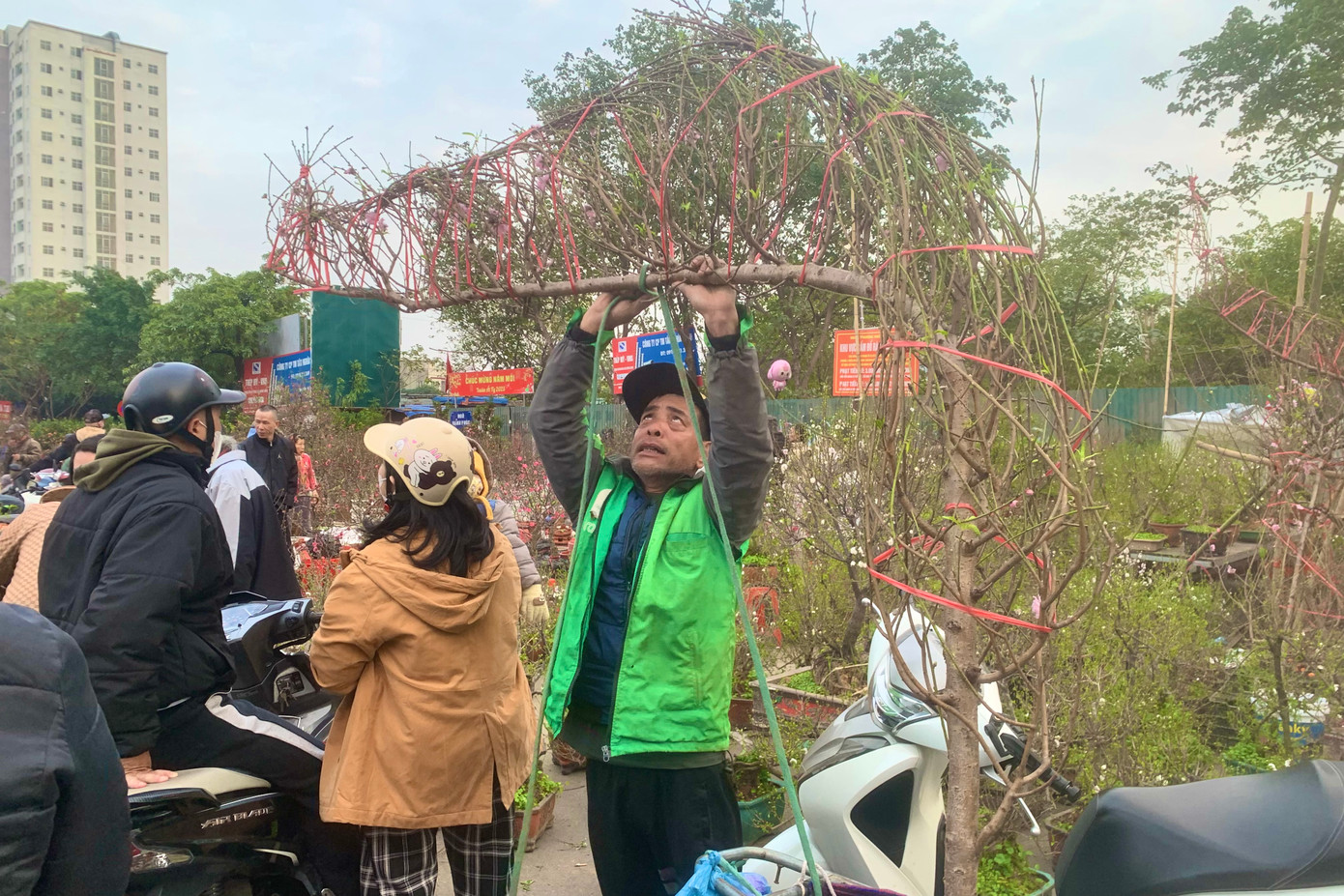 Đào dáng huyền vẫn ở mức giá cao, từ 1,5 - 3 triệu đồng/cành.