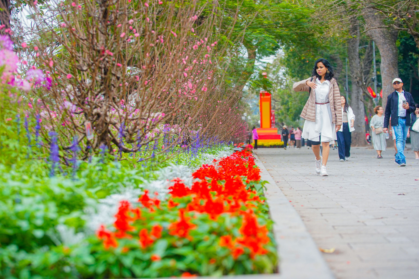 Được biết xung quanh hồ Hoàn Kiếm được trang trí hơn 50 cây đào Nhật Tân dáng tròn ngay tại giữa vị trí các bồn hoa để phục vụ Tết Nguyên đán 2025.
