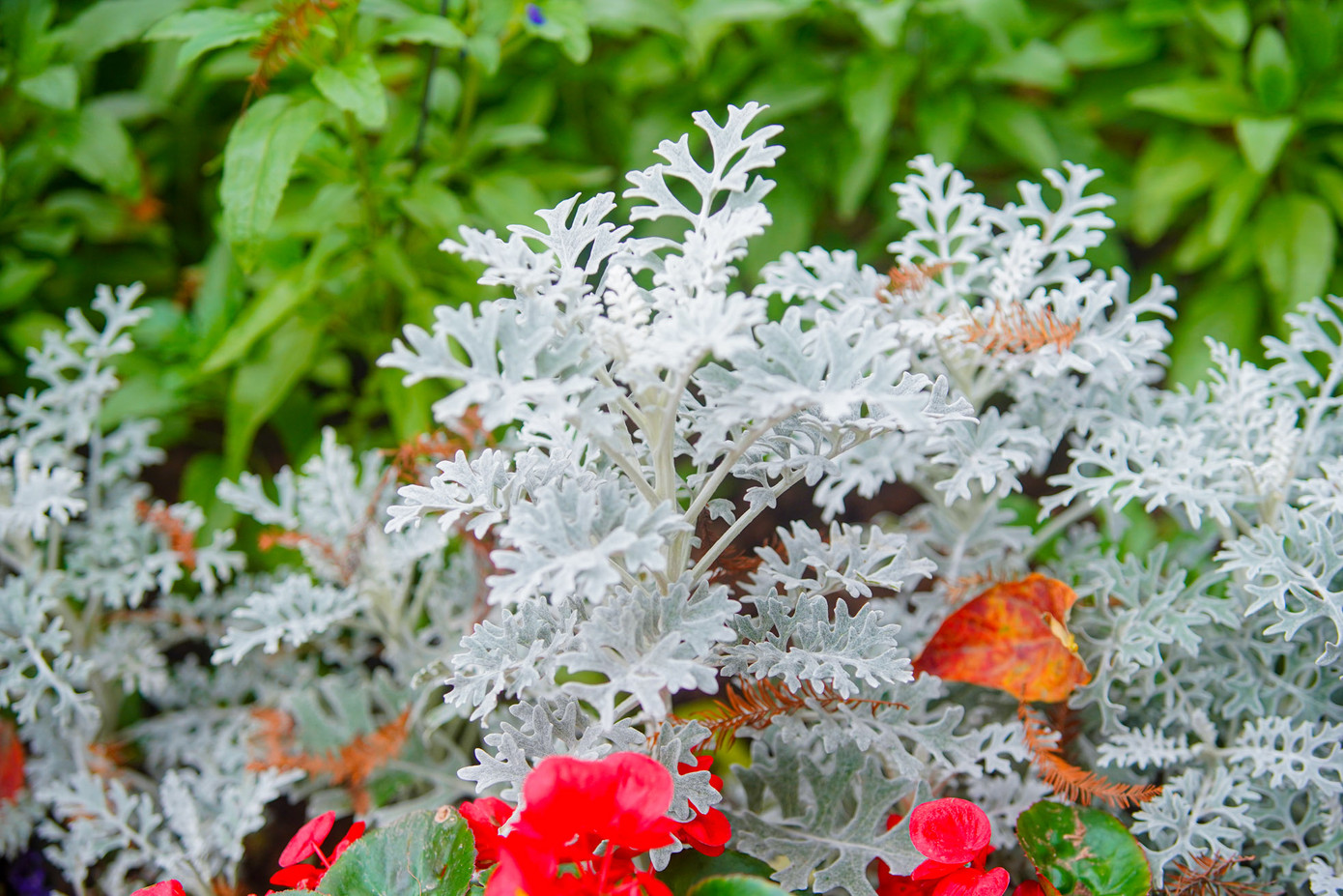 Tại 19 ô thảm hoa được trang trí nhiều sắc màu đan xen như hoa hồng, thược dược, đồng tiền, cúc Nam Phi, cúc thân gỗ, cúc lá nho, violet, cúc đại đóa... để phục vụ Tết Âm lịch.