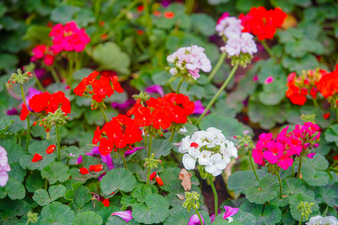 Tại 19 ô thảm hoa được trang trí nhiều sắc màu đan xen như hoa hồng, thược dược, đồng tiền, cúc Nam Phi, cúc thân gỗ, cúc lá nho, violet, cúc đại đóa... để phục vụ Tết Âm lịch.