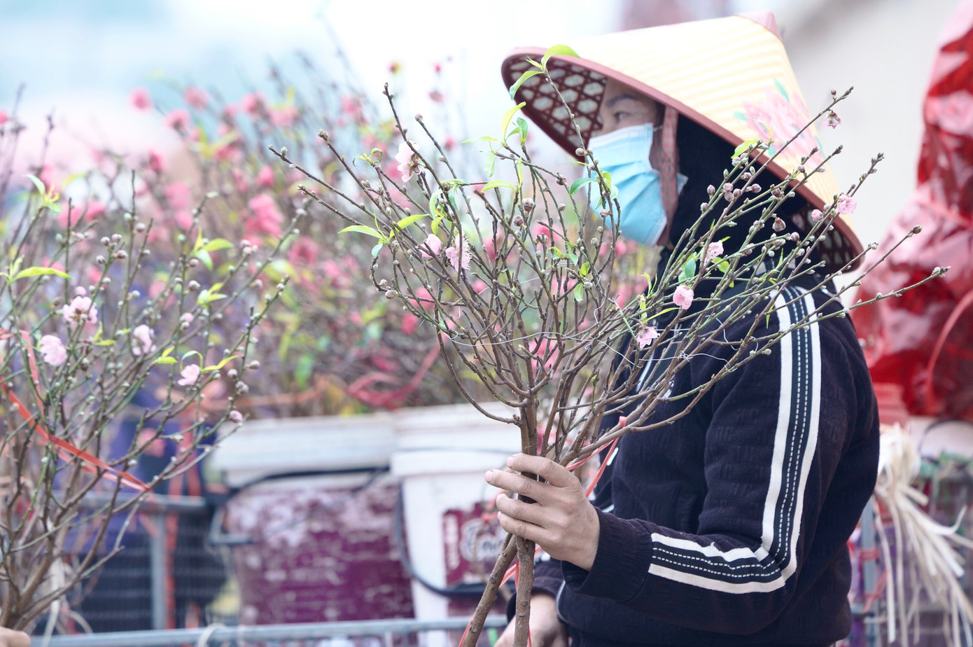 Được biết, đào cành, đào dăm nhỏ được bán với giá từ 150.000 - 400.000 đồng tùy theo kích thước, số lộc trên cành. Đây là mức giá cao gấp 2 - 3 lần so với năm ngoái.