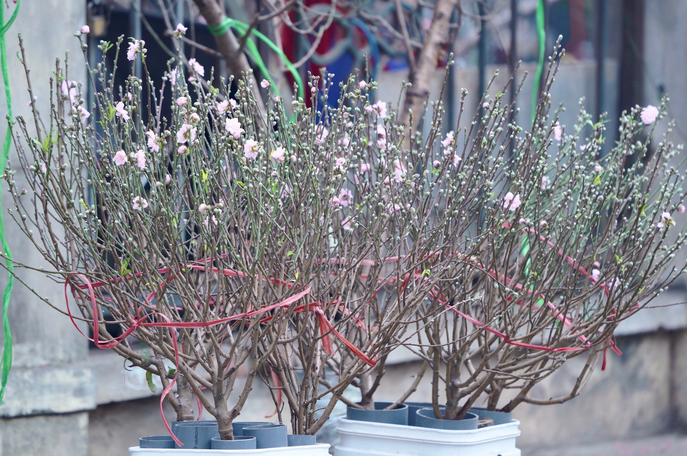 Tuy nhiên, các tiểu thương cho biết, sau cơn bão số 3 hồi tháng 9, người dân làng Nhật Tân tập trung vào hồi phục những cây đào lớn, đào thế... những mặt hàng bán chạy trong dịp Tết với giá thành cao, vậy nên đào dăm, đào cành trên thị trường ngày rằm tháng Chạp không nhiều.