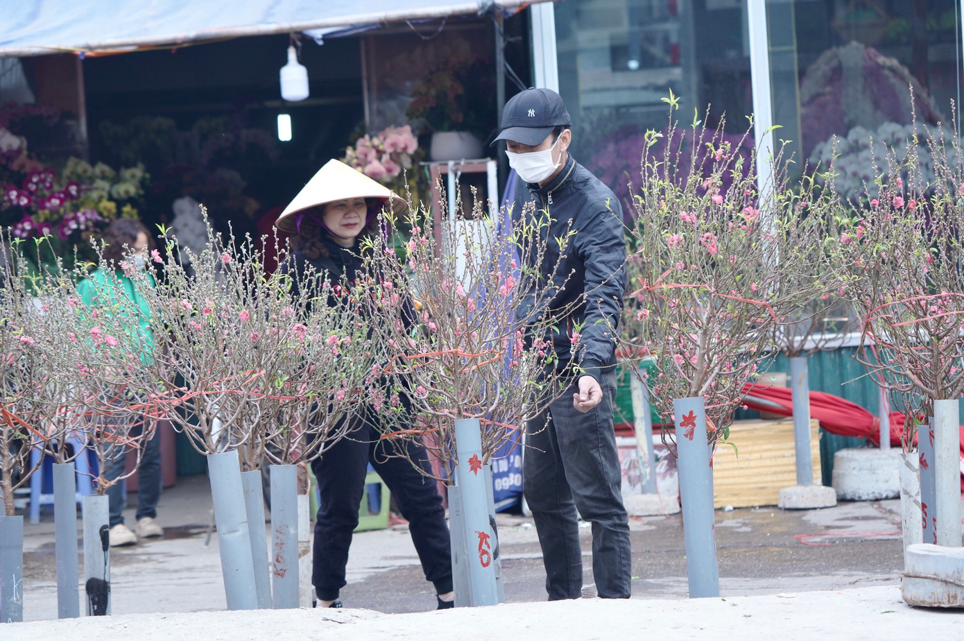 Cành đào tán tròn, nhiều nụ, hoa ít sẽ được người tiêu dùng chọn lựa.