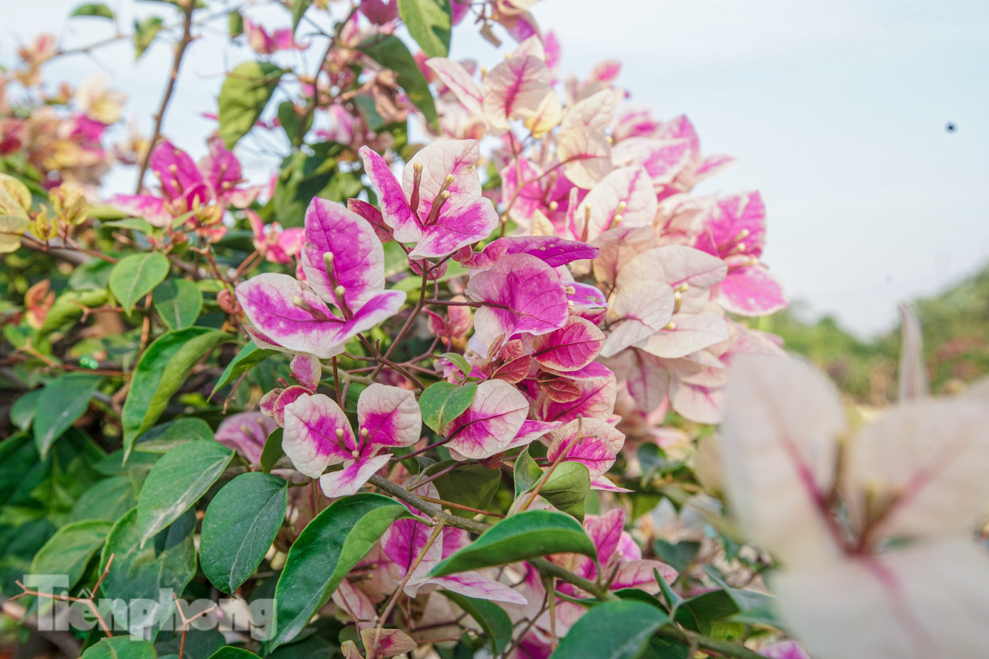 Những cây hoa giấy còn bám trụ sau cơn bão giờ đang nở rộ dưới nắng.