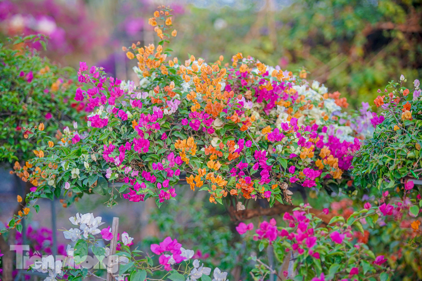 Các bông hoa giấy mọc thành từng chùm ở đầu ngọn cành. Cây hoa giấy có thể sống ở nhiều điều kiện thời tiết khác nhau, không cần mất nhiều công sức chăm sóc. Điều này khiến nó trở thành lựa chọn lý tưởng cho nhiều gia đình.