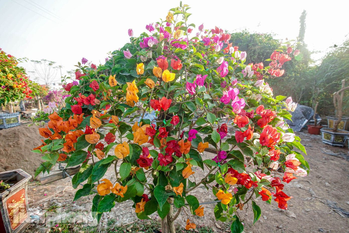 Những cây hoa giấy còn bám trụ sau cơn bão giờ đang nở rộ dưới nắng.