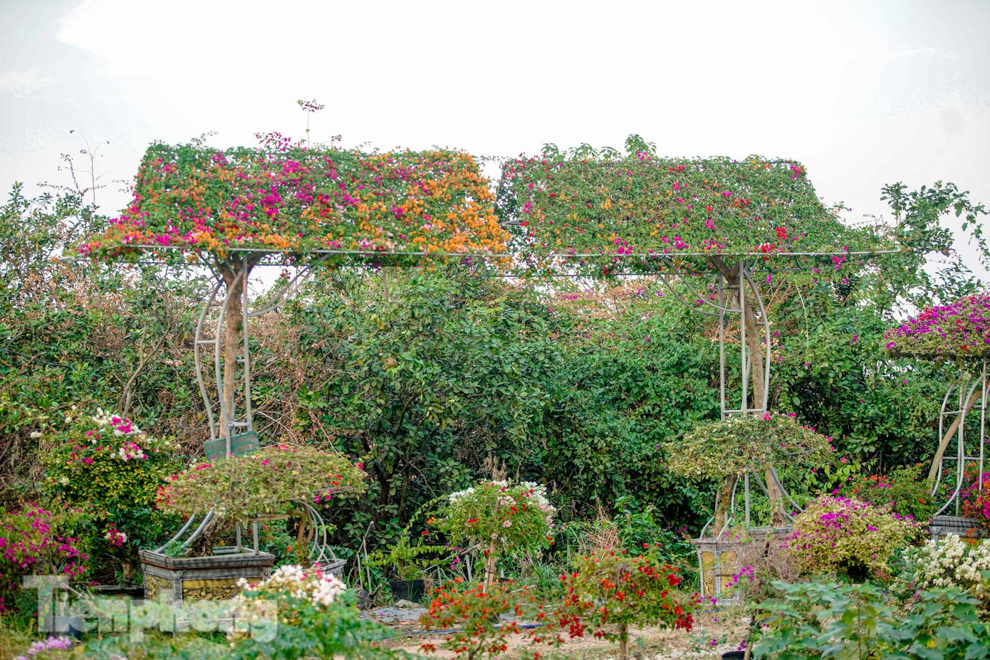 Một cặp cây hoa giấy ngũ sắc được tạo hình dáng cổng vòm được bán với giá hơn chục triệu đồng.