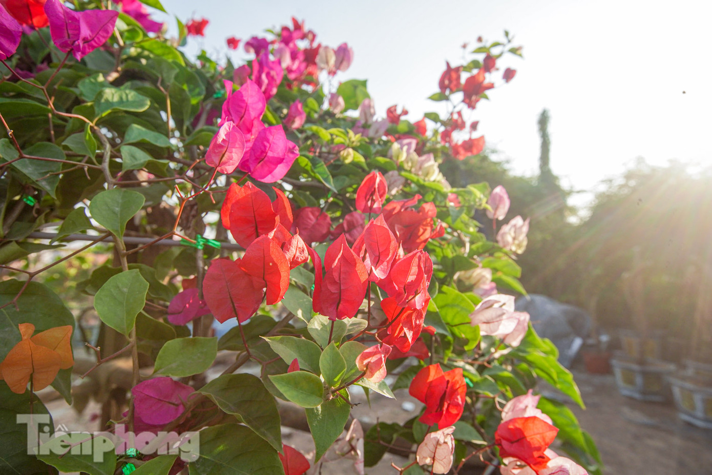 Hoa giấy được xem là biểu tượng của sự may mắn, thịnh vượng, hạnh phúc. Trong phong thủy, sự nở rộ của bông hoa giấy tượng trưng cho sự phát triển, thành công trong công việc và cuộc sống. Vì thế, việc trang trí Tết bằng hoa giấy vừa mang lại sức sống cho không gian, ảnh hưởng tích cực đến cuộc sống.