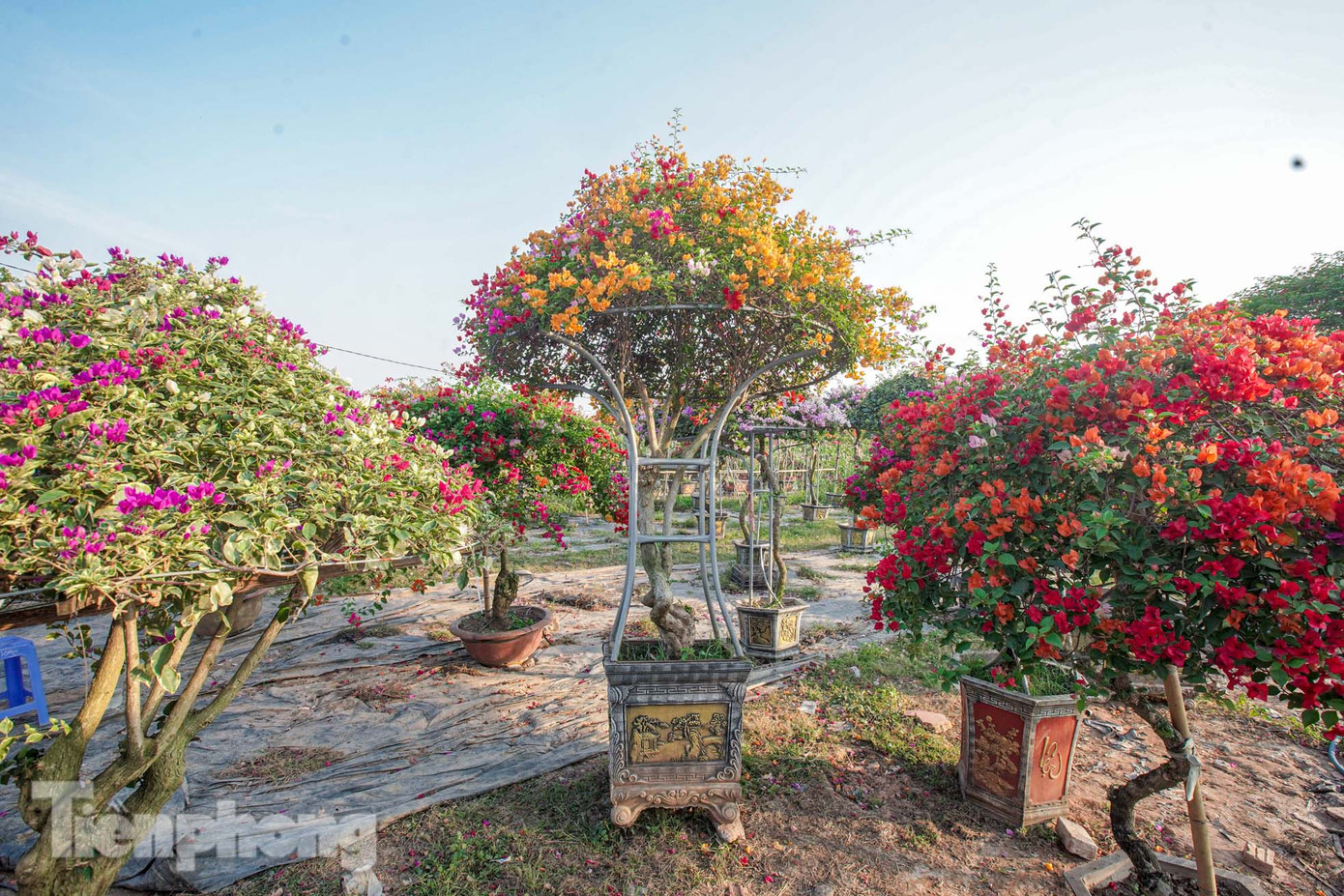 Giá các chậu hoa giấy năm nay giá khoảng từ 300.000đ đến hàng triệu đồng, tùy thuộc vào kích thước và độ đẹp của hoa.