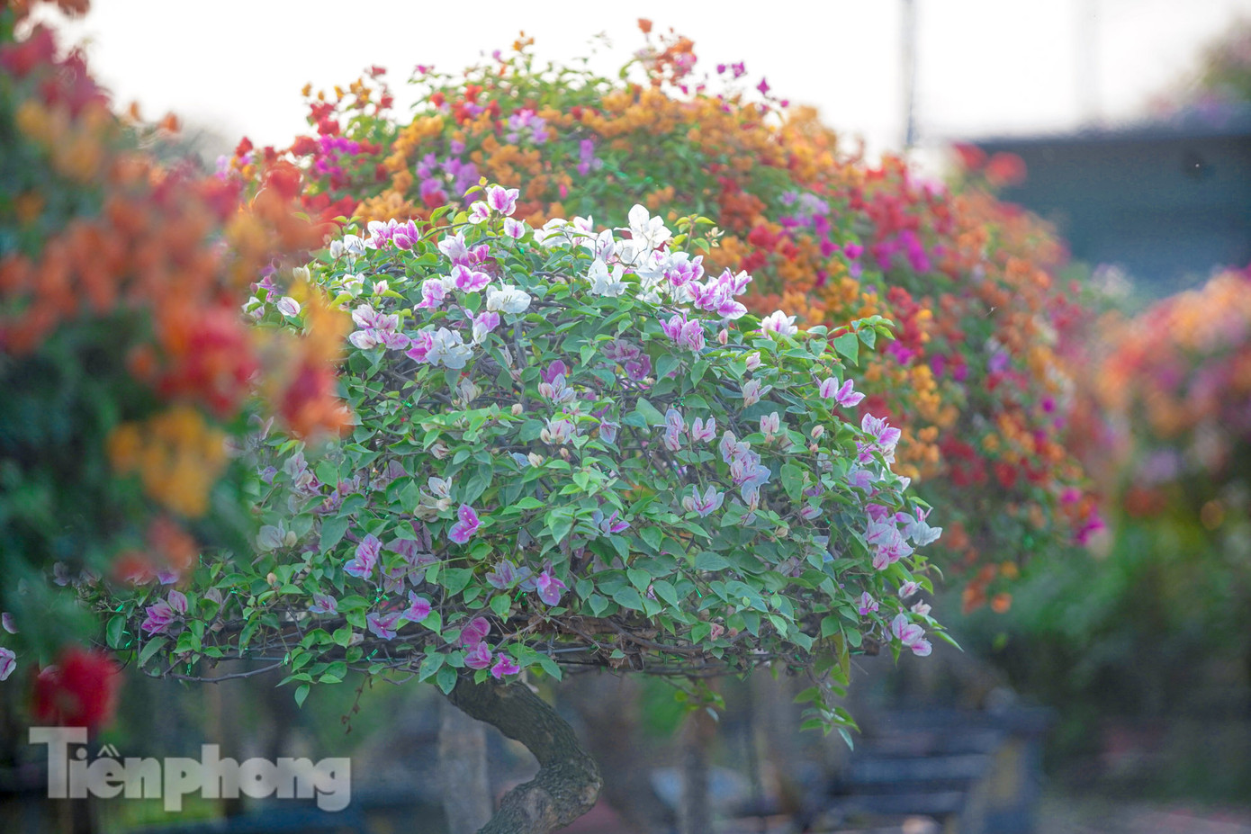 Những chậu hoa giấy nhỏ, nhiều màu sắc được người tiêu dùng mua nhiều trong năm nay.