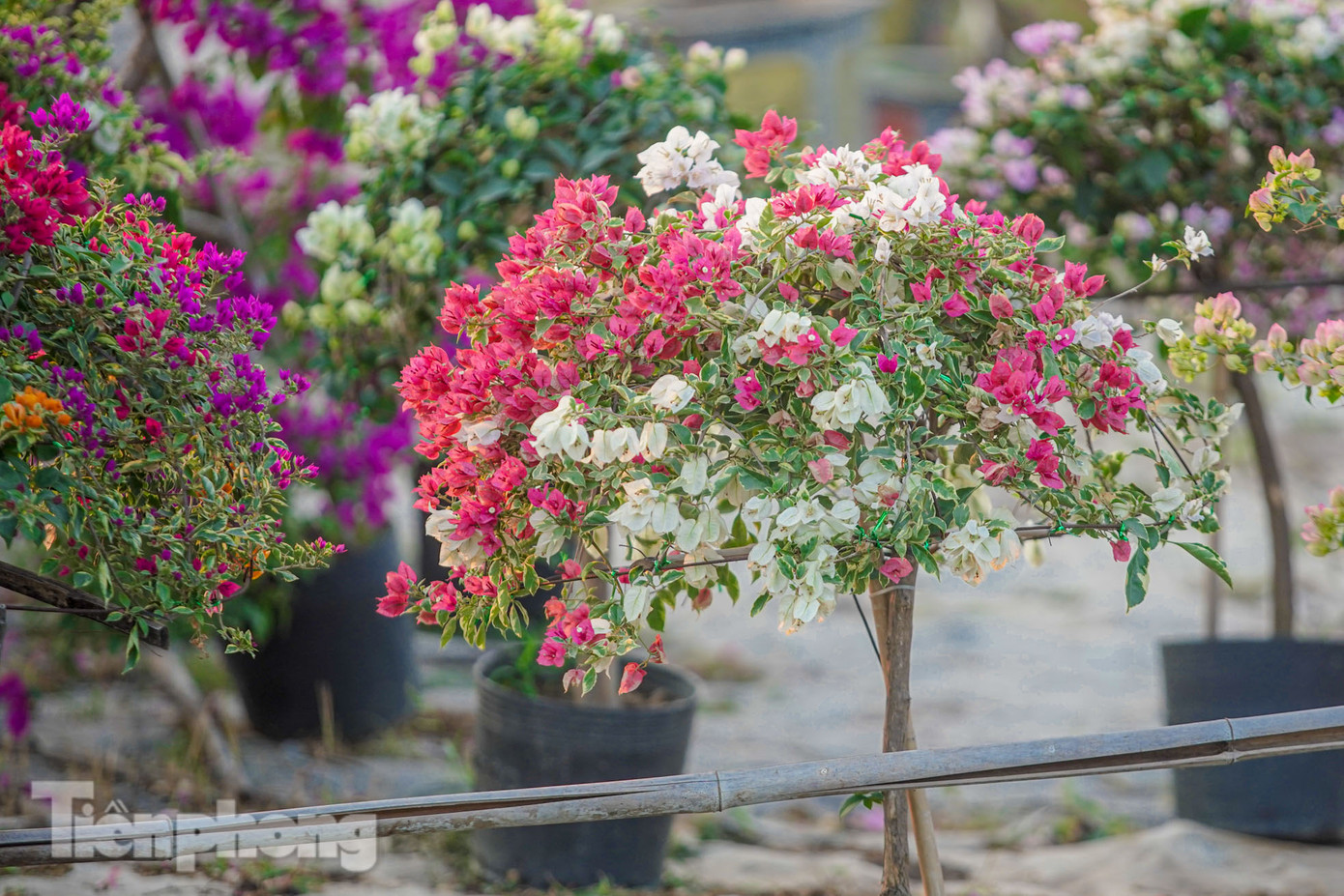 Những chậu hoa giấy nhỏ, nhiều màu sắc được người tiêu dùng mua nhiều trong năm nay.