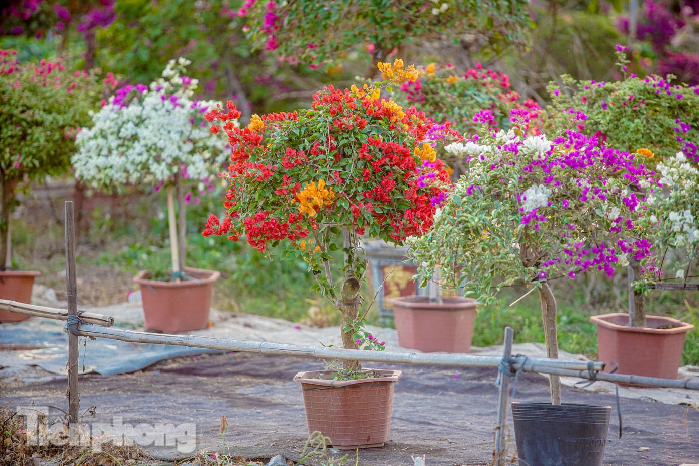 Những chậu hoa nhỏ có giá khoảng 300.000-500.000 đồng, không chỉ đáp ứng nhu cầu về thẩm mỹ, mà còn tiết kiệm được chi phí, giúp người tiêu dùng vẫn có thể tạo không khí Tết tươi vui.