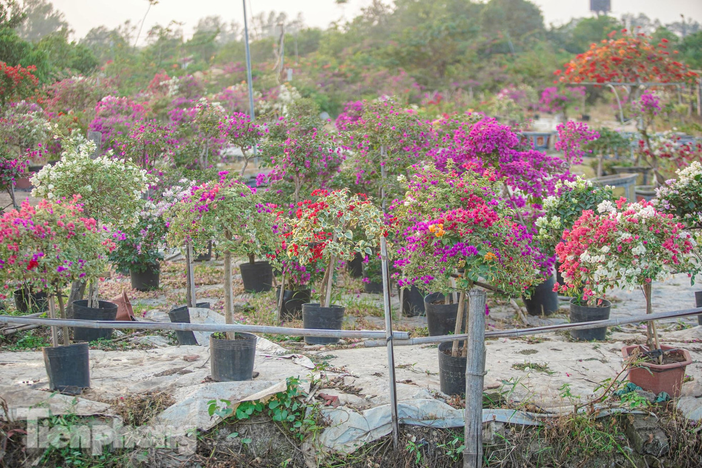 Xã Phù Đổng (huyện Gia Lâm) cách trung tâm Hà Nội khoảng 30 km. Từ vài hộ gia đình trồng hoa giấy bán, đến nay xã có hơn 450 hộ trồng đủ các giống hoa trong nước và nhập ngoại. Đây cũng được xem thủ phủ hoa giấy lớn nhất miền Bắc với diện tích gần 150 ha.