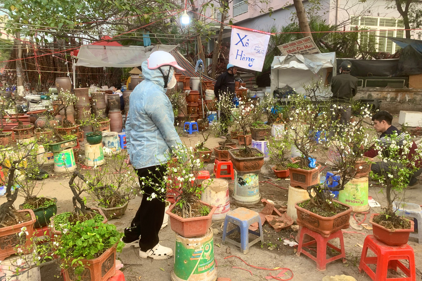 Nhất chi mai xả hàng, giảm giá 50% còn 200.000 - 300.000 đồng/chậu.