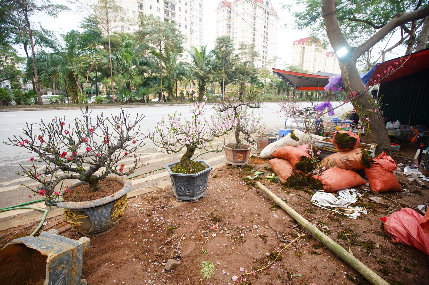 Tiểu thương này cho biết, một ngày lác đác chỉ bán được 1-2 cây, toàn cây lớn nên các chủ vườn đều quyết định dọn hàng sớm do công vận chuyển mất nhiều thời gian: "Những cây đào to nhà tôi đã chuyển hết về vườn, còn những chậu nhỏ hơn để lại bán nốt những ngày còn lại".