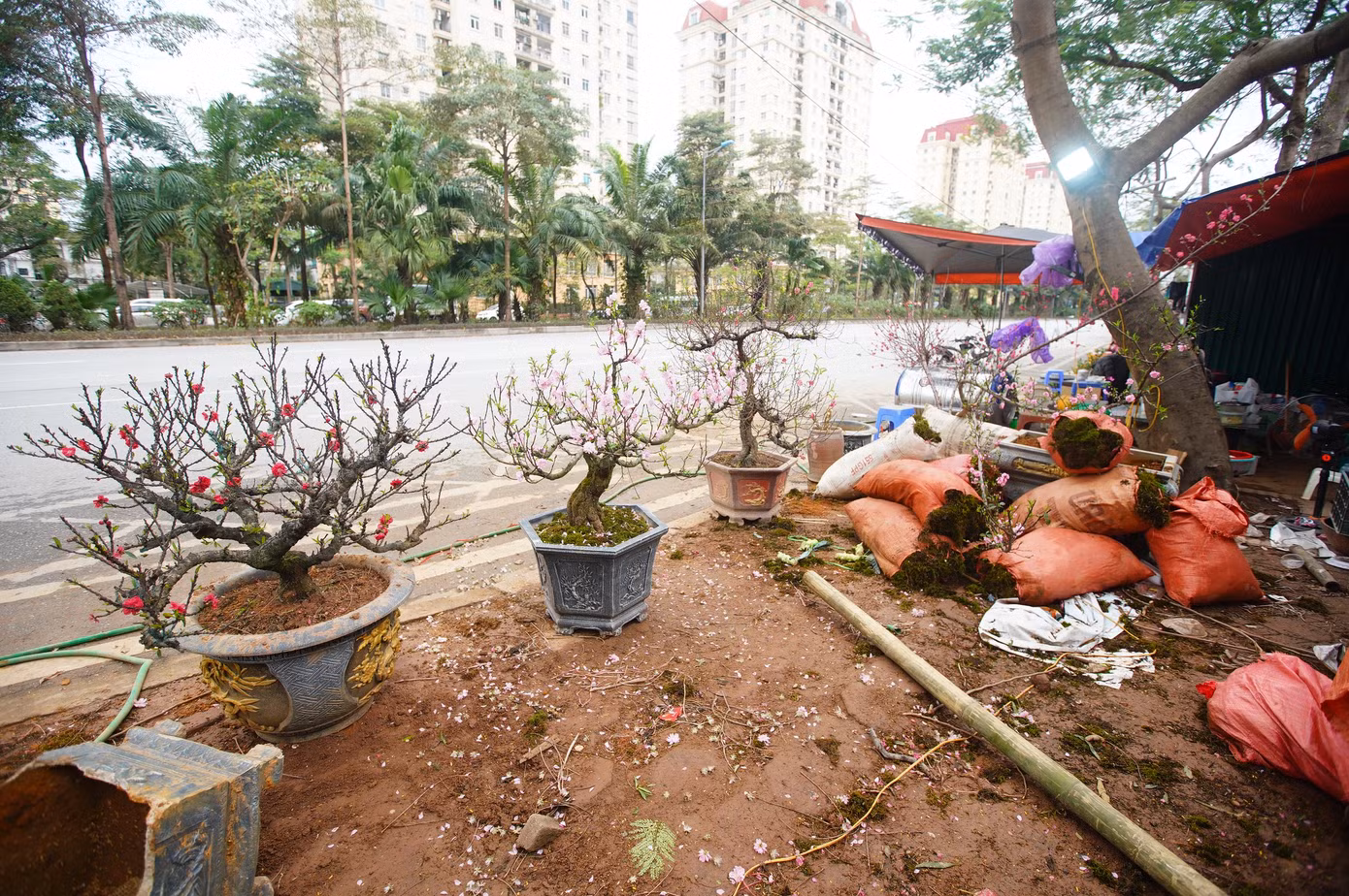 Tiểu thương này cho biết, một ngày lác đác chỉ bán được 1-2 cây, toàn cây lớn nên các chủ vườn đều quyết định dọn hàng sớm do công vận chuyển mất nhiều thời gian: "Những cây đào to nhà tôi đã chuyển hết về vườn, còn những chậu nhỏ hơn để lại bán nốt những ngày còn lại".