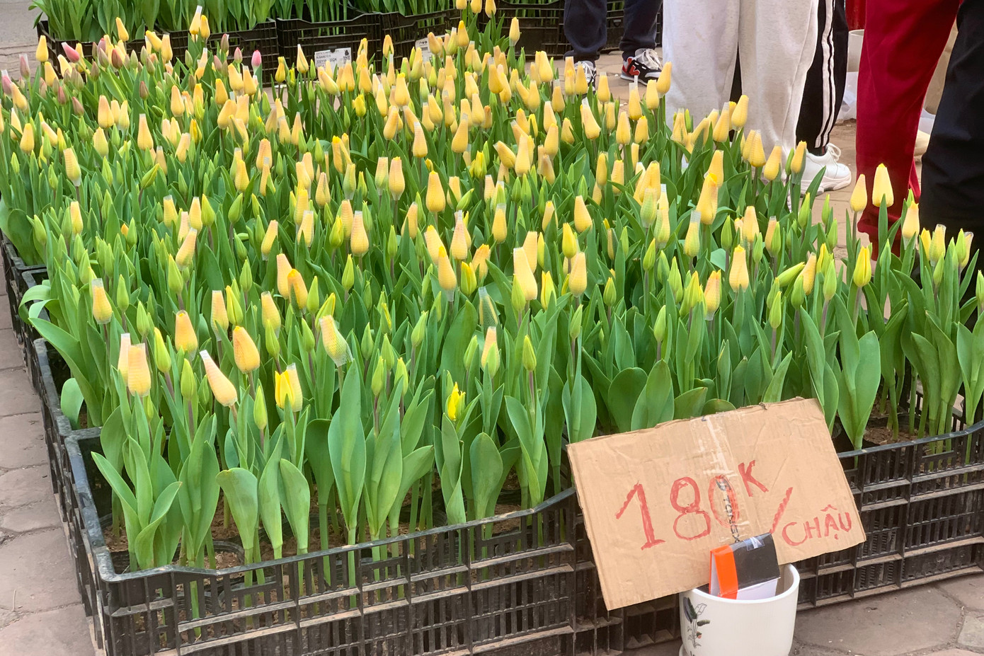 Bên cạnh đào, quất, hoa tulip cũng được bán đồng giá 180.000 đồng/chậu.