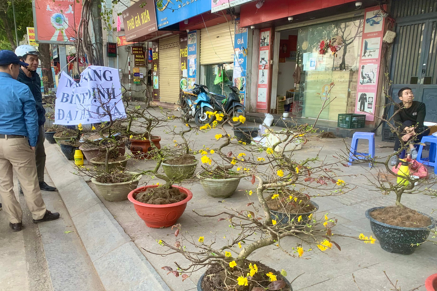 Trên vỉa hè phố Lê Trọng Tấn (quận Thanh Xuân), những cây mai vàng Bình Định được bán xả hàng giá 1 triệu đồng/chậu, giảm 50% so với giá bán trước đó.