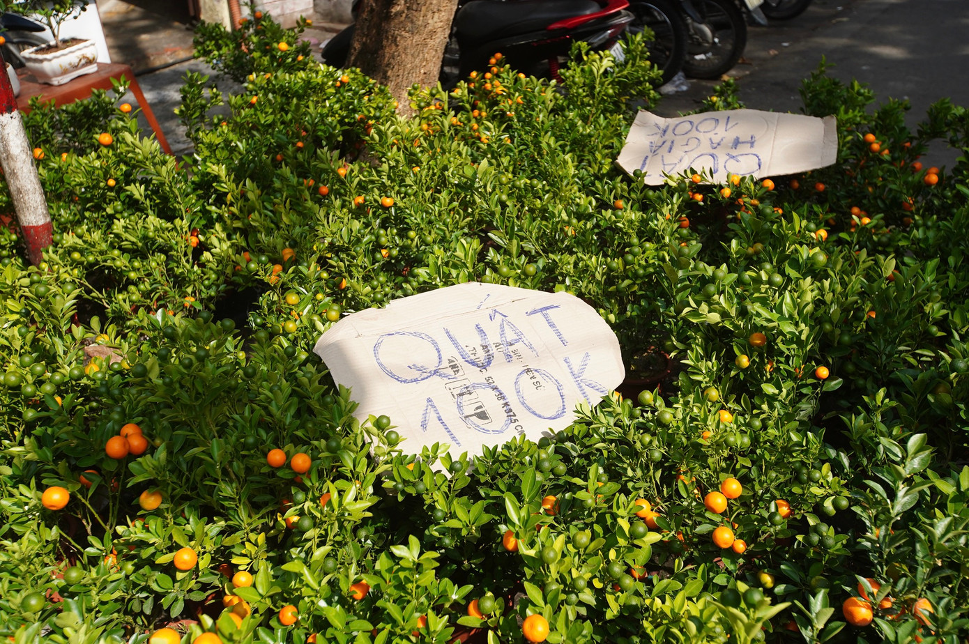 Tại chợ hoa Hàng Lược, quất cảnh được bán đồng giá 100.000 đồng/chậu