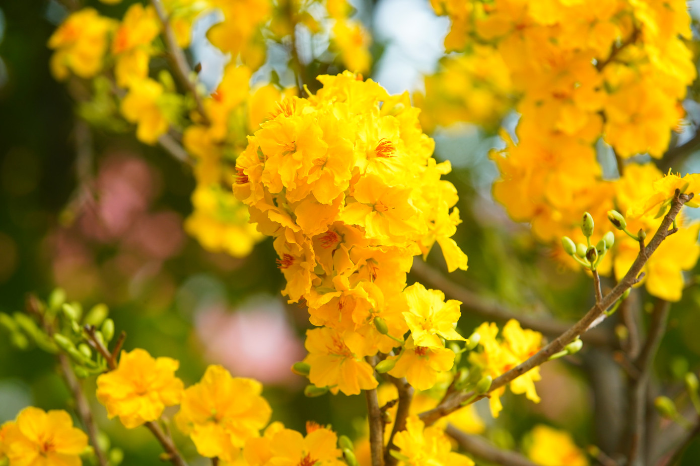 Mai vàng nở rộ trong thời tiết ẩm ở Hà Nội.