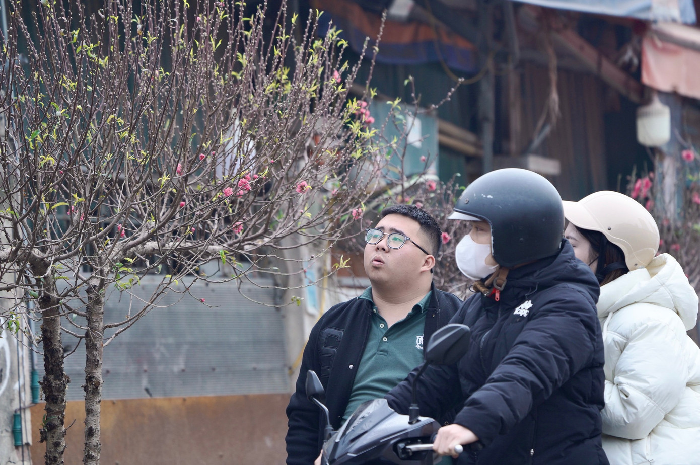 Không chọn được đào cành, đào dăm, nhiều người chuyển lựa chọn sang những cây, cành đào to hơn.