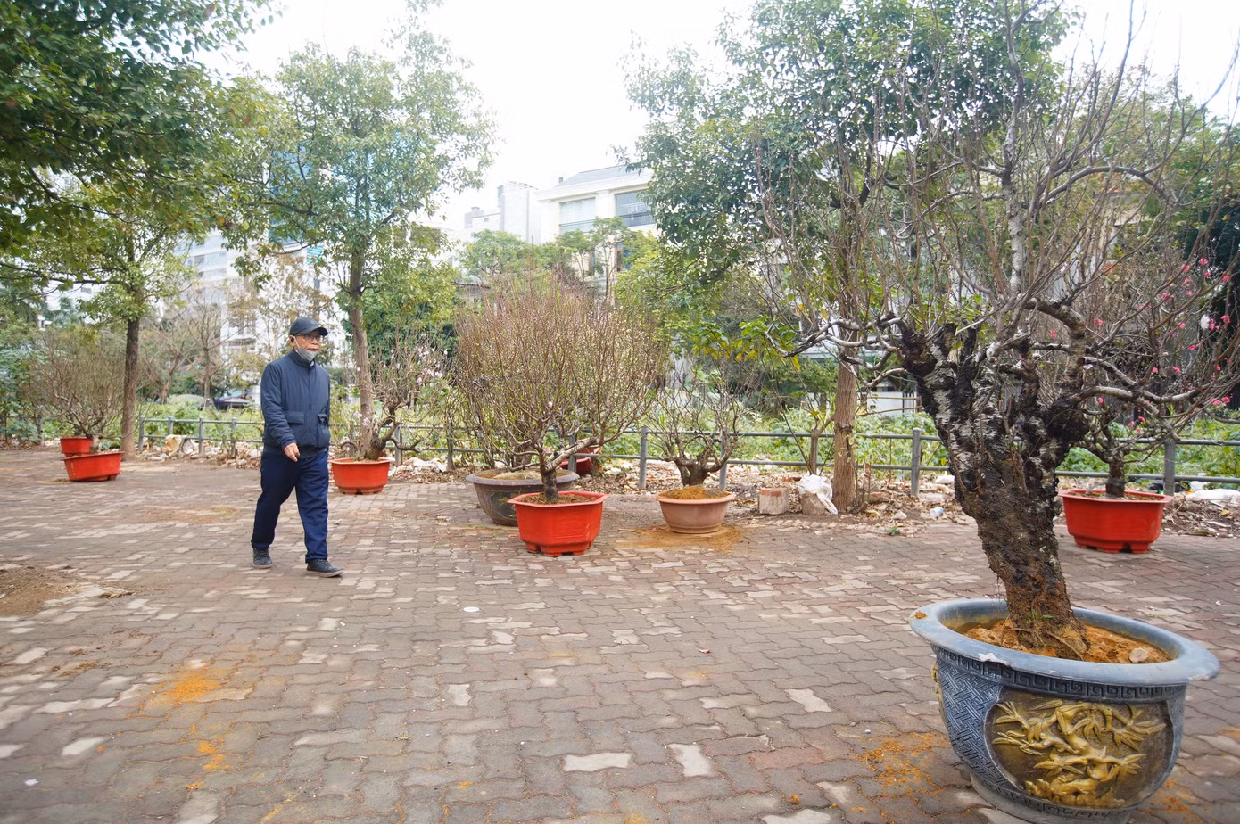 Một số chậu cây đào "bơ vơ".