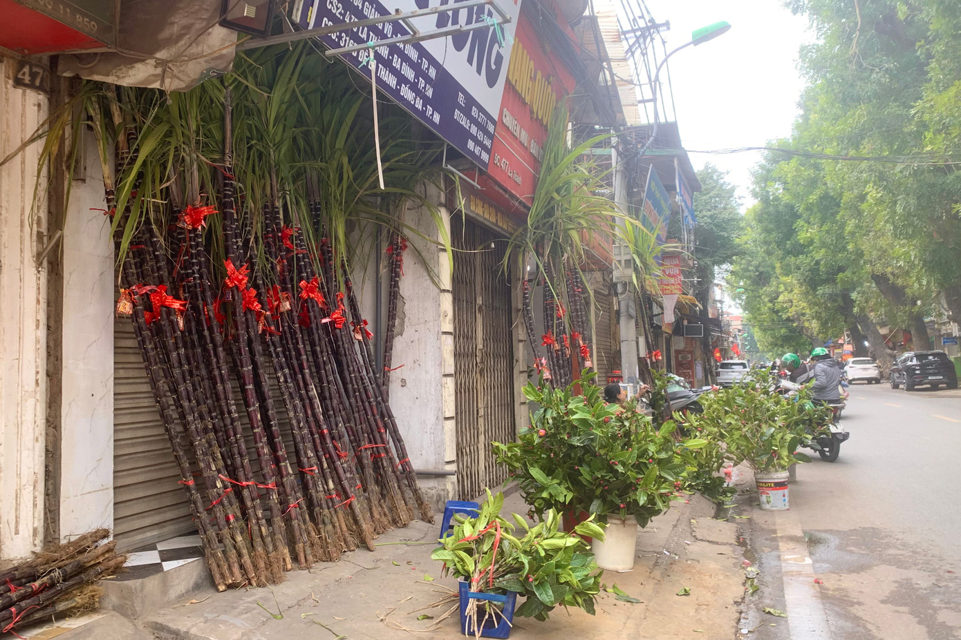 Tuy giá cao, nhưng nhiều người dân vẫn sẵn sàng bỏ tiền mua về đặt cạnh bàn thờ theo phong tục truyền thống và lấy may năm mới.