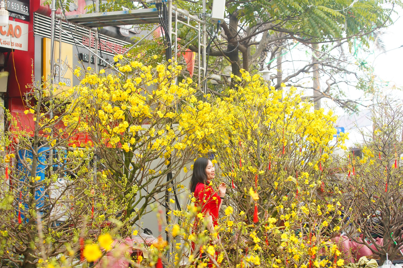 Sắc vàng bao phủ một góc phố.